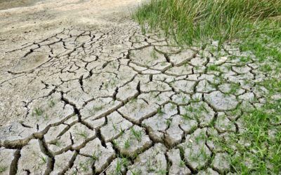 A Climate Solution: Reconnecting with All Beings
