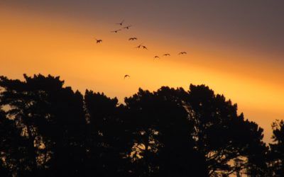 Pope Francis invites Catholics to celebrate Laudato Si’ Week