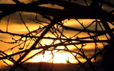 La paz como camino de esperanza: diálogo, reconciliación y conversión ecológica