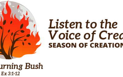 Franciscans invited to live the Season of Creation 2022