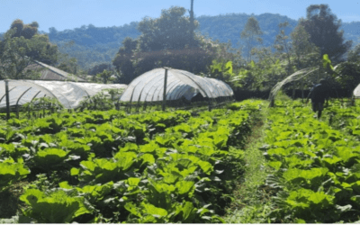 Eco-pastoral franciscana y ecología integral en Indonesia