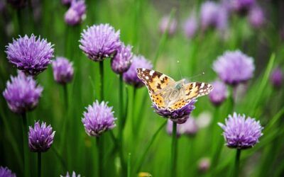 Concorso fotografico sul Cantico delle creature