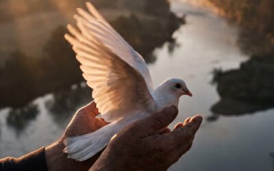 Curso gratuito de ecología integral: raíces franciscanas para vivir el Tiempo de la Creación 2026
